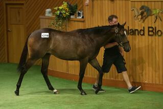 Lot 1210 provided the highest price of Book 3 - a colt by Showcasing. Photo: Trish Dunell
